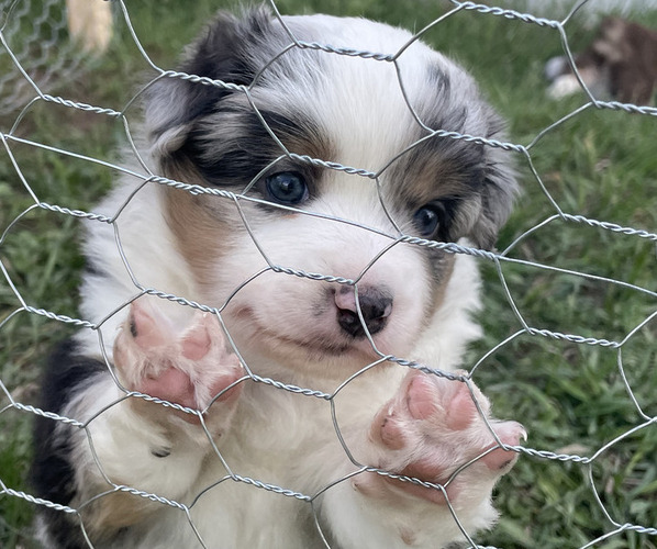 Medium Photo #9 Miniature Australian Shepherd Puppy For Sale in LARKSPUR, CO, USA