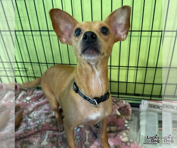 Medium Photo #1 Chihuahua-Unknown Mix Puppy For Sale in Washington, DC, USA