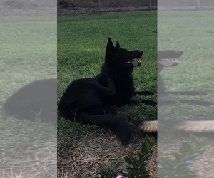 German Shepherd Dog Puppy for sale in VALE, NC, USA