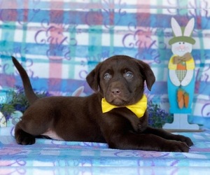 Labrador Retriever Puppy for sale in LANCASTER, PA, USA
