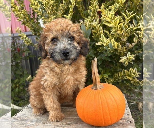 Medium Photo #2 Poodle (Miniature)-Whoodle Mix Puppy For Sale in MIDDLEBURY, IN, USA
