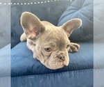 Small Photo #12 English Bulldog Puppy For Sale in DALLAS, TX, USA