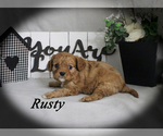 Small #8 Cavalier King Charles Spaniel