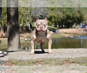 Mother of the American Bully puppies born on 07/02/2022