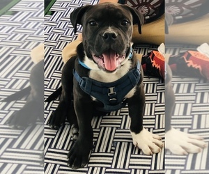 American Bulldog-American Bully Mix Puppy for sale in WEST SACRAMENTO, CA, USA