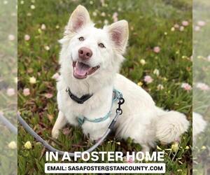 Siberian Husky-Unknown Mix Dogs for adoption in Modesto, CA, USA