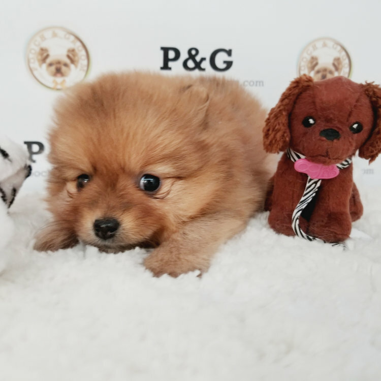 Medium Photo #2 Pomeranian Puppy For Sale in TEMPLE CITY, CA, USA