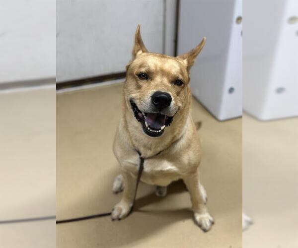 Medium Photo #1 Akita-Unknown Mix Puppy For Sale in Chula Vista, CA, USA