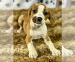Small Labrador Retriever Mix