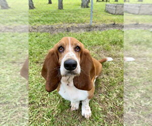 Basset Hound Dogs for adoption in San Leon, TX, USA