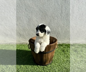 Sheepadoodle Puppy for Sale in MORENO VALLEY, California USA