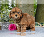 Small #2 Shih-Poo