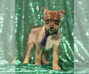 Siberian Husky-Unknown Mix Dogs for adoption in Murfreesboro, TN, USA