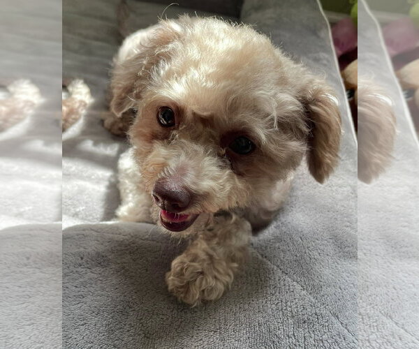 Medium Photo #2 Poodle (Miniature) Puppy For Sale in Valrico, FL, USA