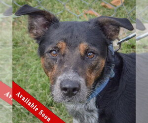 Australian Shepherd-Unknown Mix Dogs for adoption in Huntley, IL, USA