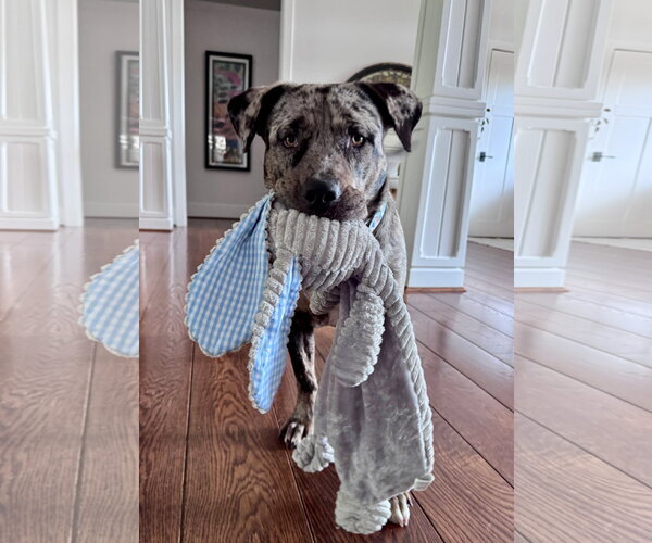 Medium Photo #4 Catahoula Leopard Dog-Unknown Mix Puppy For Sale in Germantown, OH, USA