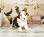 Small Photo #9 Pembroke Welsh Corgi Puppy For Sale in WARSAW, IN, USA