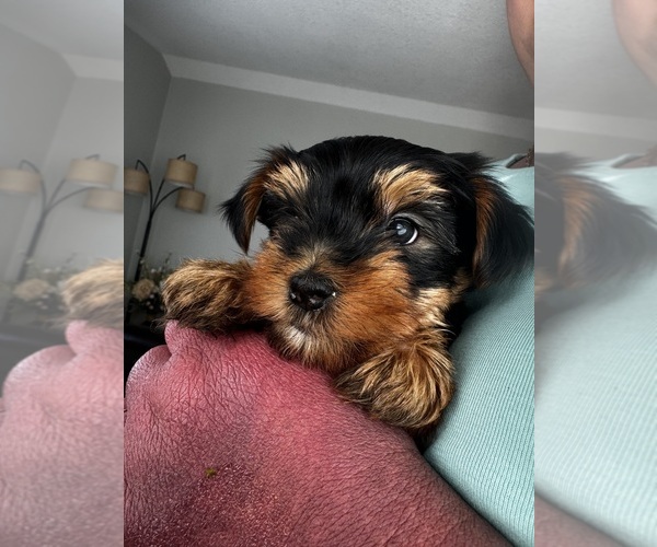 Medium Photo #2 Yorkshire Terrier Puppy For Sale in PORTLAND, OR, USA