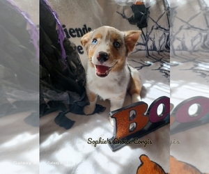 Welsh Cardigan Corgi Puppy for Sale in CITRA, Florida USA