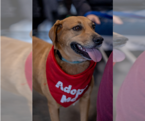 Sally - Female Labrador Retriever-Unknown Mix Dog for Adoption - Photo #2