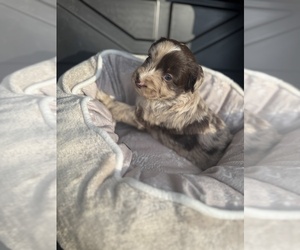 Medium F2 Aussiedoodle