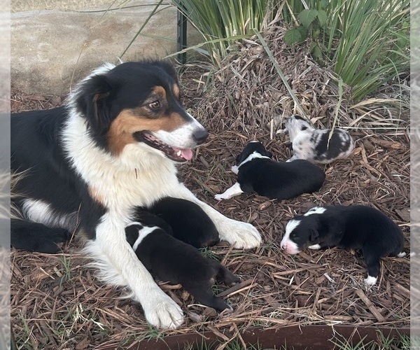 Medium Photo #1 Australian Shepherd Puppy For Sale in ADA, OK, USA