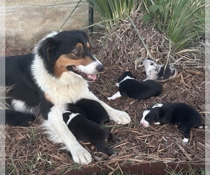 Mother of the Australian Shepherd puppies born on 08/03/2025