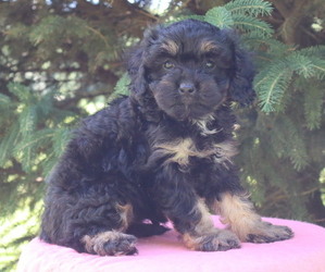 Cavapoo Puppy for Sale in THORP, Wisconsin USA