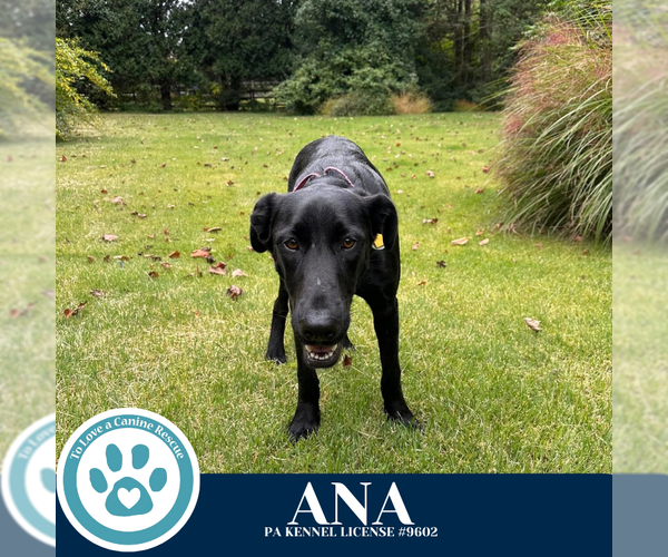 Medium Photo #8 Labrador Retriever-Unknown Mix Puppy For Sale in Kimberton, PA, USA