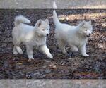 Small Photo #7 Siberian Husky Puppy For Sale in DINWIDDIE, VA, USA