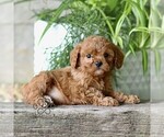 Image preview for Ad Listing. Nickname: Claudio