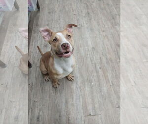 Marley - Male Mutt Dog for Adoption - Photo #20