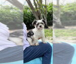 Small #14 Shih Tzu