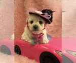 Small #1 Bichpoo