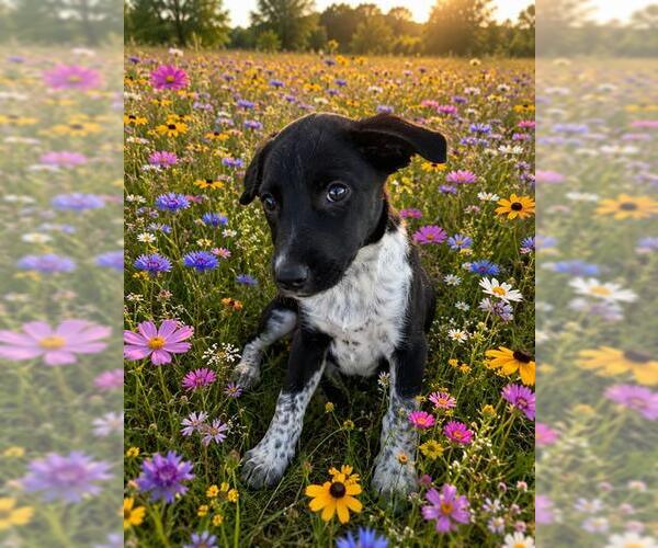 Medium Photo #1 Texas Heeler Puppy For Sale in Globe, AZ, USA