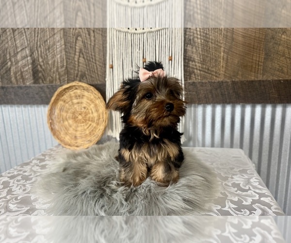 Medium Photo #8 Yorkshire Terrier Puppy For Sale in NAPPANEE, IN, USA