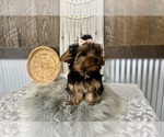 Molly - Female Yorkshire Terrier Puppy for Sale - Photo #8