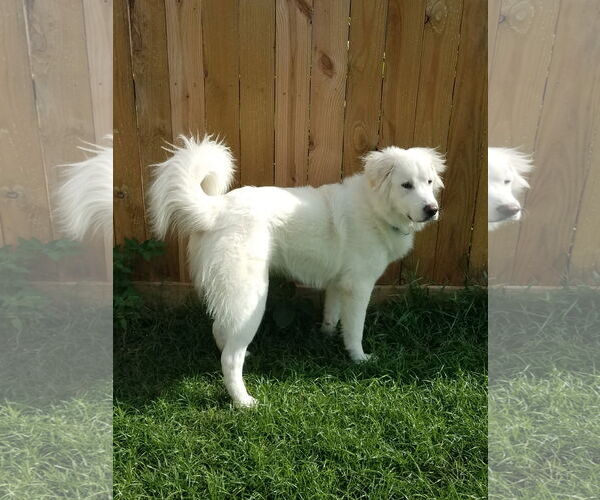 Medium Photo #37 Great Pyrenees Puppy For Sale in Houston, TX, USA