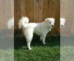 Small #36 Great Pyrenees