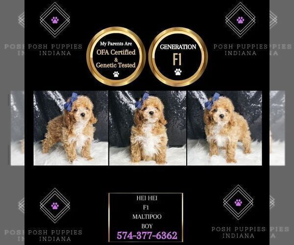 Medium Photo #3 Maltipoo Puppy For Sale in WARSAW, IN, USA