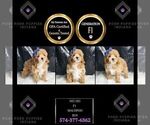 Small Photo #121 Maltipoo Puppy For Sale in WARSAW, IN, USA