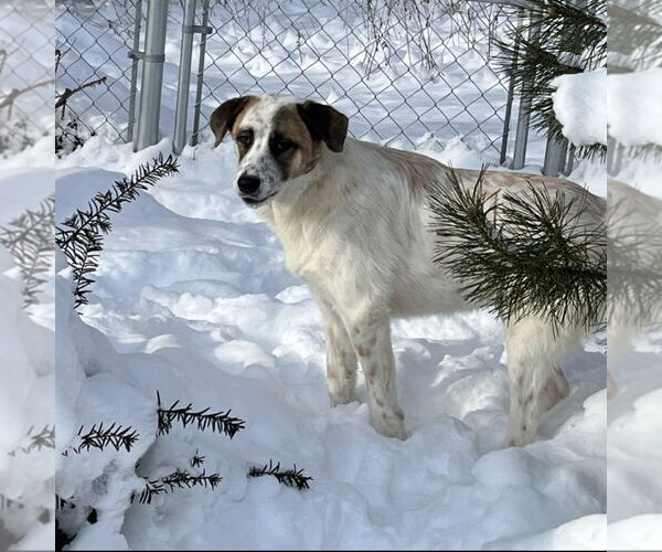 Medium Photo #2 Great Pyrenees Puppy For Sale in Croydon, NH, USA