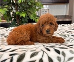 Small #2 Goldendoodle (Miniature)