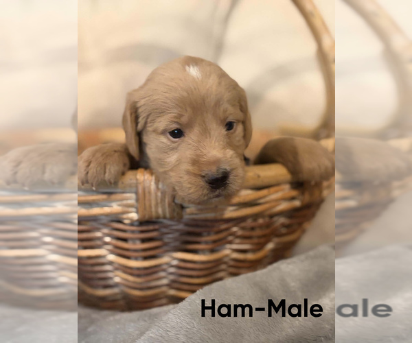 Medium Photo #3 Labradoodle Puppy For Sale in CONNERSVILLE, IN, USA