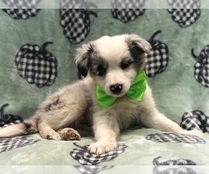 Australian Shepherd Puppy for sale in LAKELAND, FL, USA