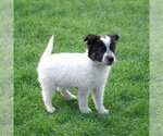 Small #5 Border Collie Mix