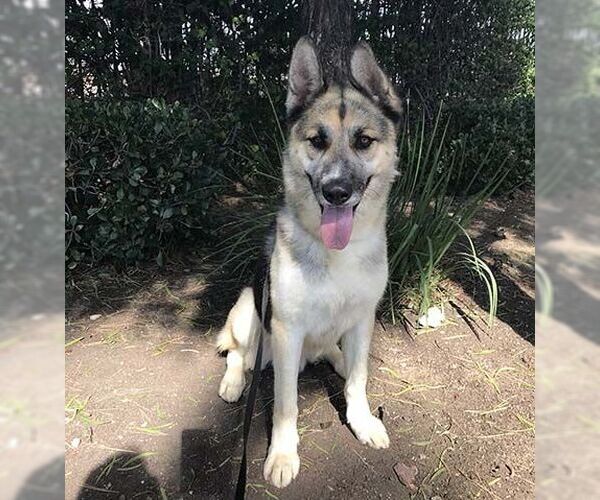 Medium Photo #2 German Shepherd Dog Puppy For Sale in San Diego, CA, USA