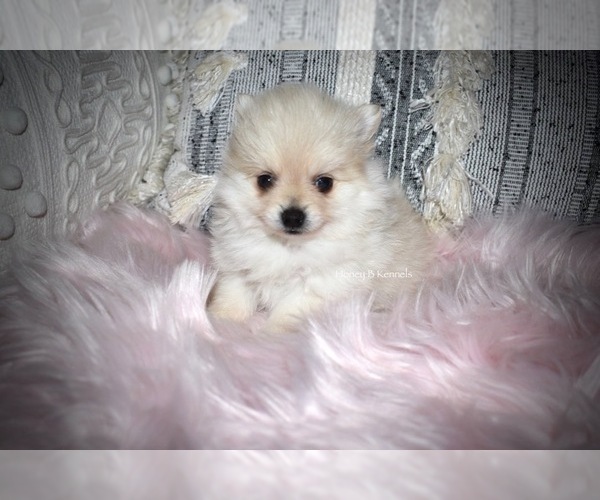 Medium Photo #2 Pomeranian Puppy For Sale in BANKS SPRINGS, LA, USA
