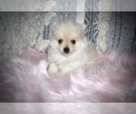 Small Photo #2 Pomeranian Puppy For Sale in BANKS SPRINGS, LA, USA