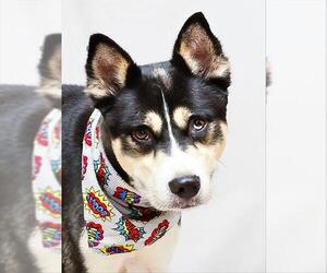 Siberian Husky Dogs for adoption in Sanford, FL, USA